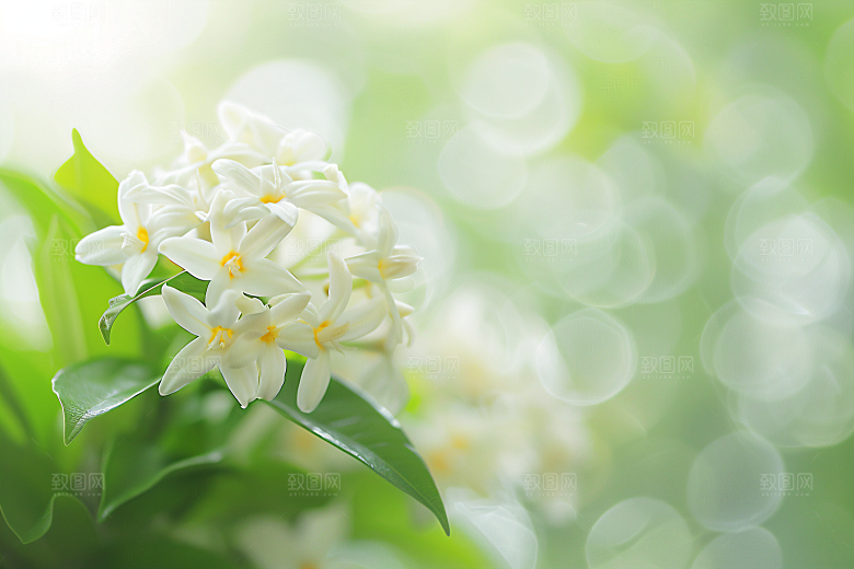 桂花花朵芳香摄影图