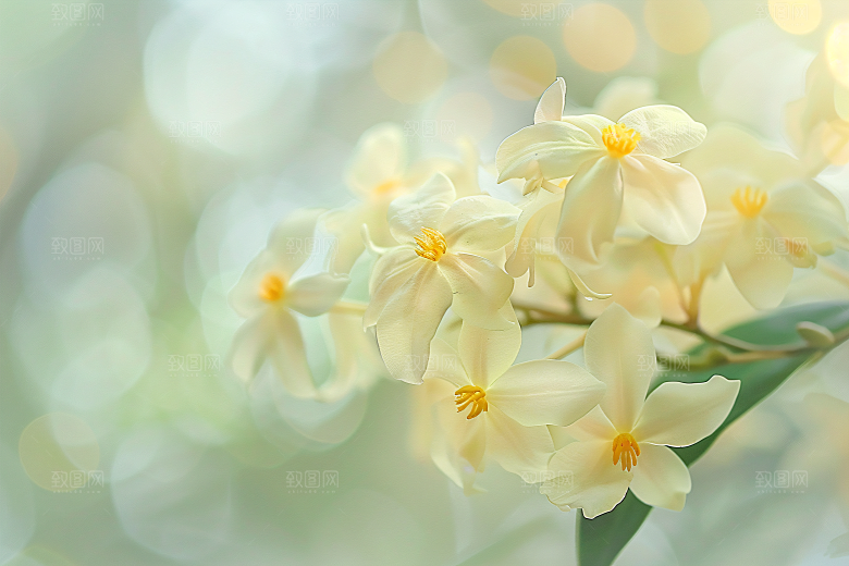 桂花花朵芬芳摄影图