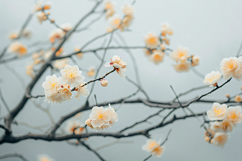 桂花初秋花朵摄影图