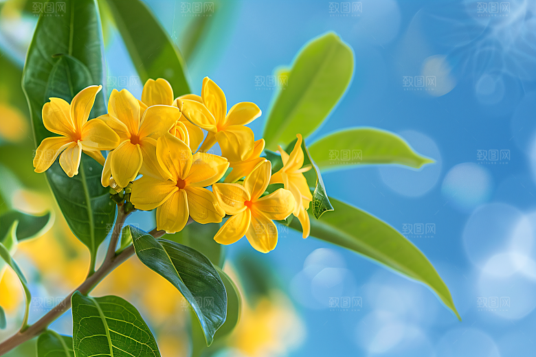 桂花自然花朵摄影图