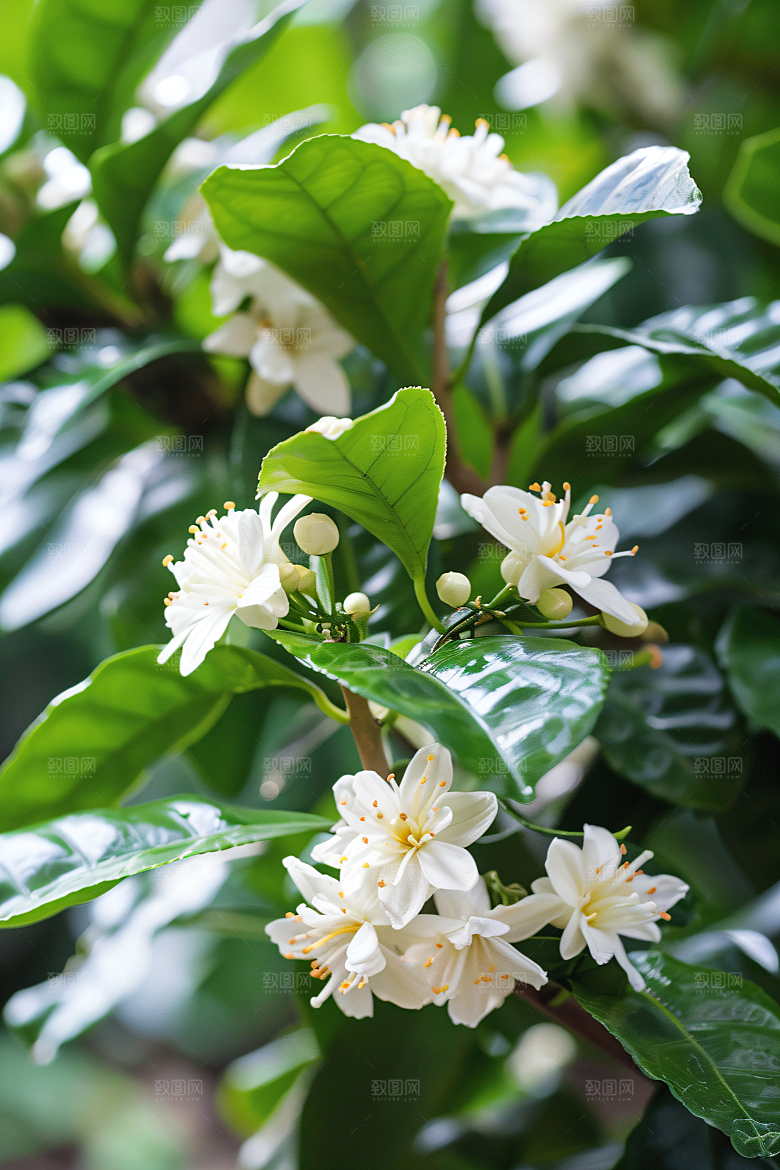 桂花花卉植物摄影图