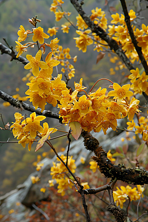 桂花花朵花卉摄影图