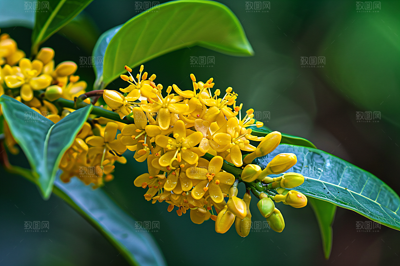 桂花唯美高清摄影图