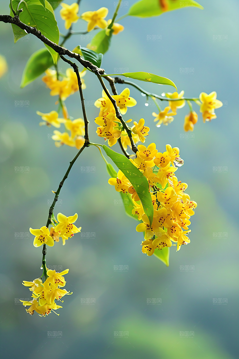 桂花高清四季桂摄影图