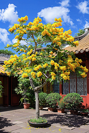 桂花自然金桂摄影图