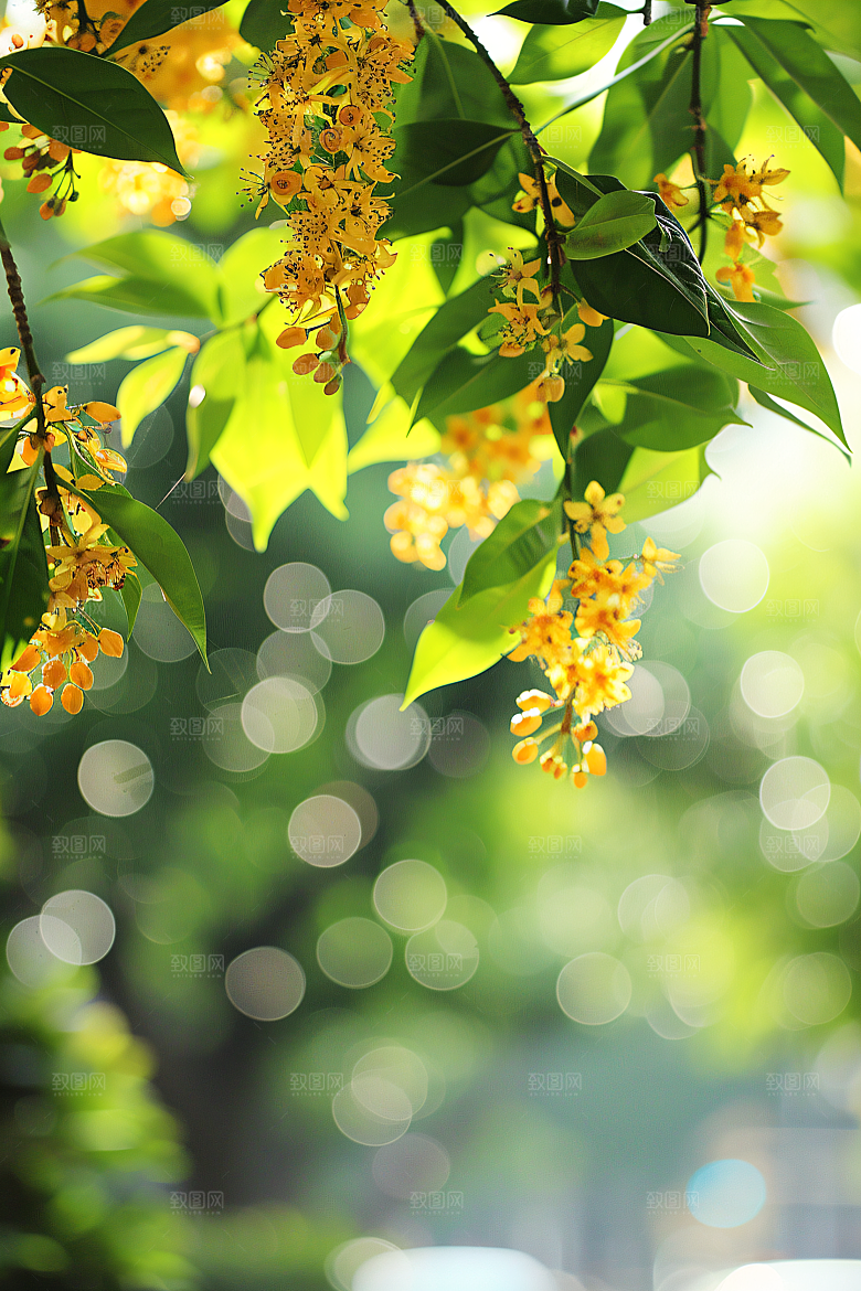 桂花花朵树木摄影图
