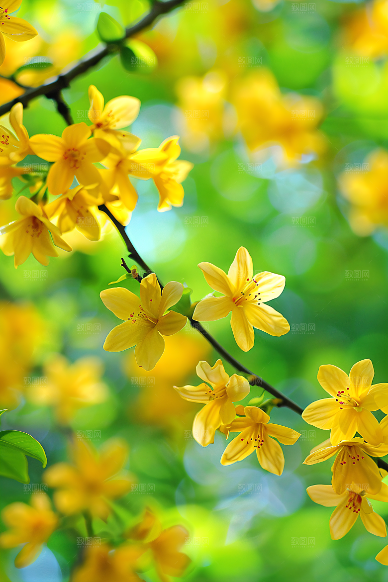 桂花花卉高清摄影图