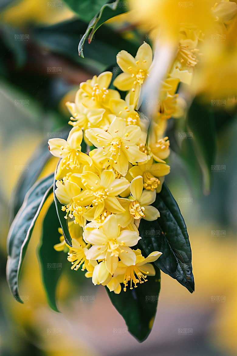 桂花高清芬芳摄影图