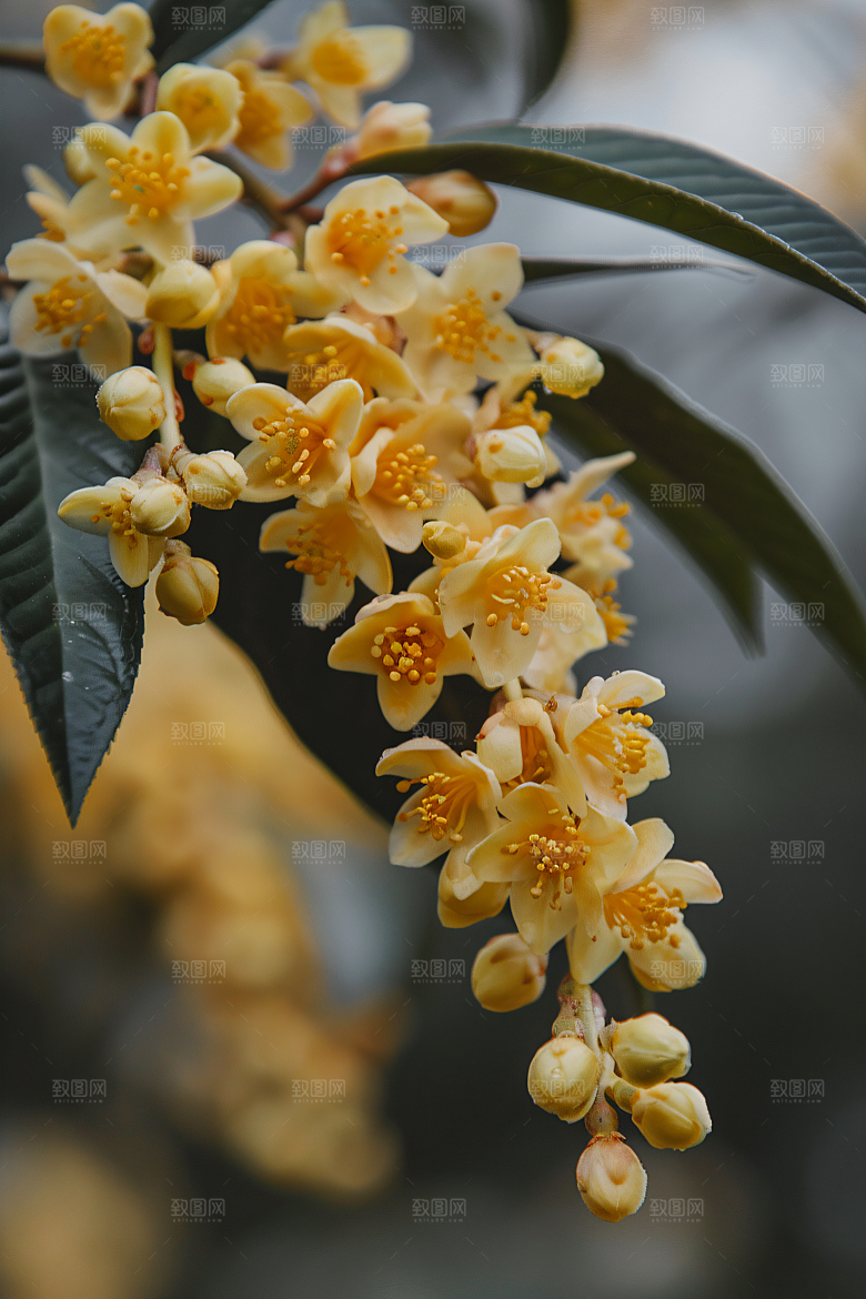 桂花四季桂植物摄影图