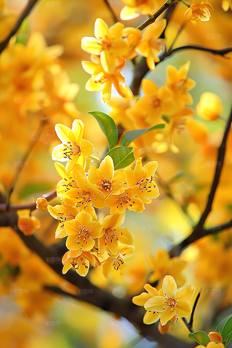 桂花秋季花卉摄影图