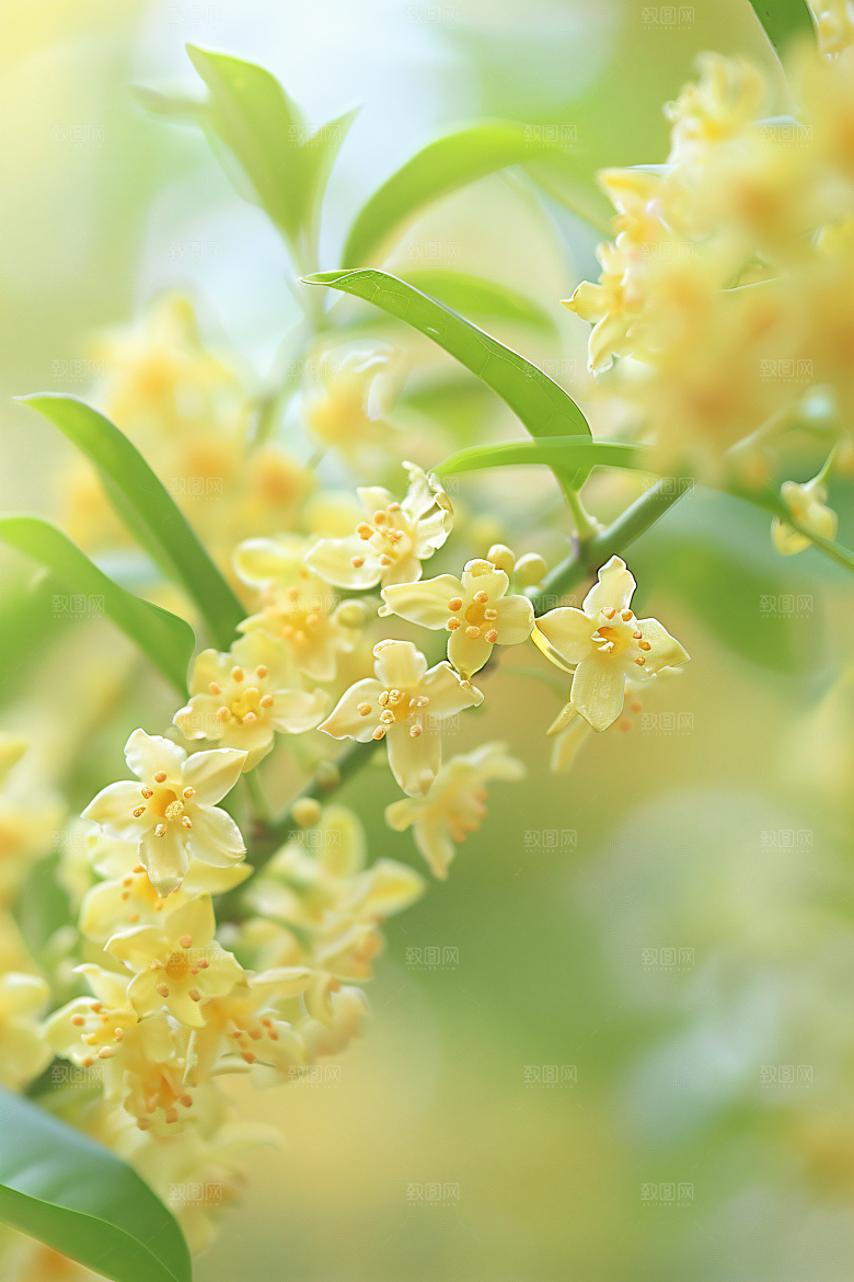 桂花树木秋季摄影图