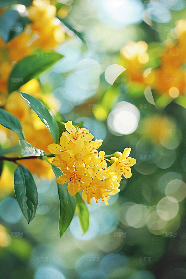 桂花自然花卉摄影图
