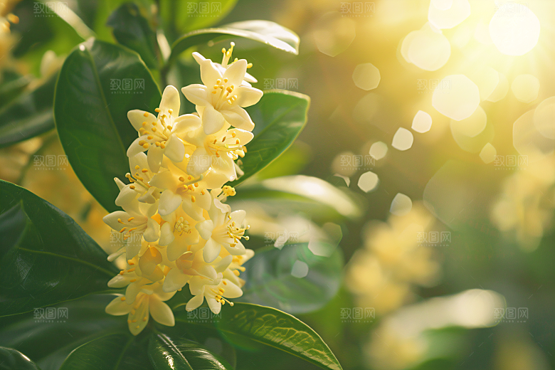 桂花树木高清摄影图