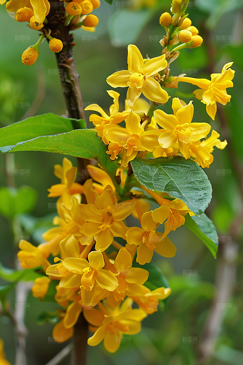 桂花秋季花卉摄影图
