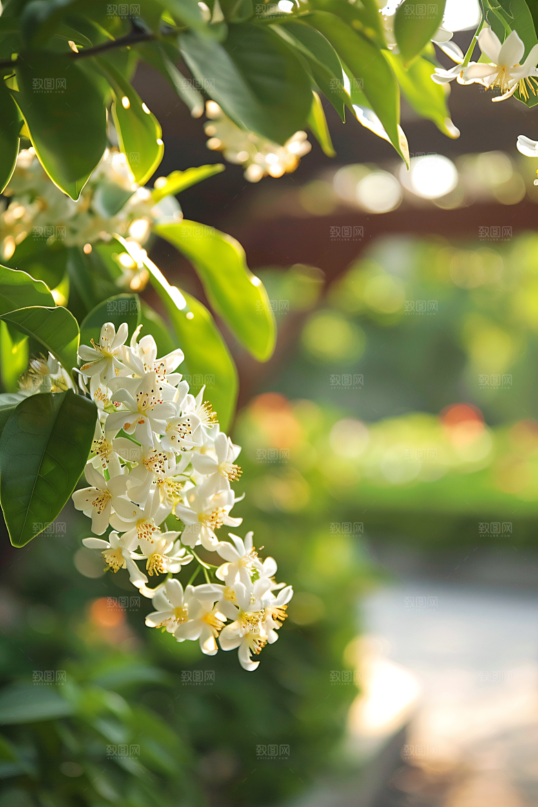 桂花自然金桂摄影图