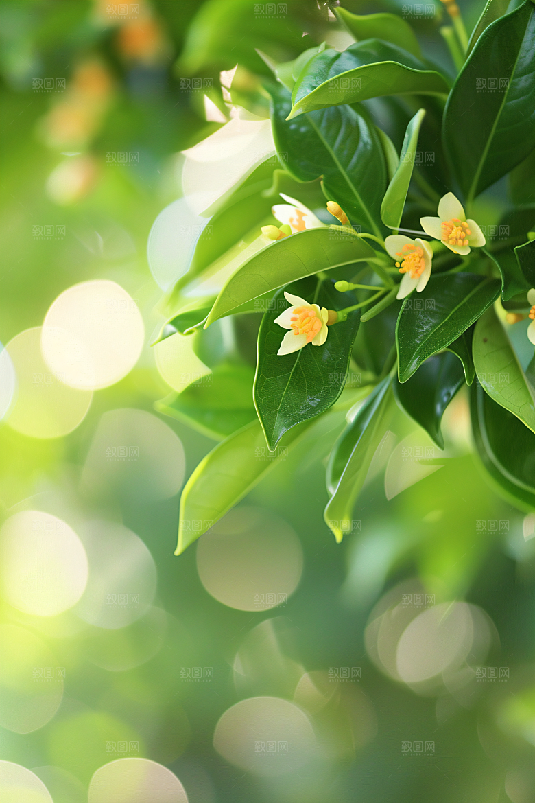 桂花金桂秋季摄影图
