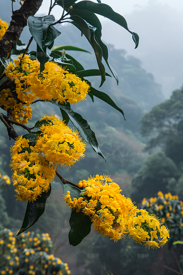 桂花花朵初秋摄影图