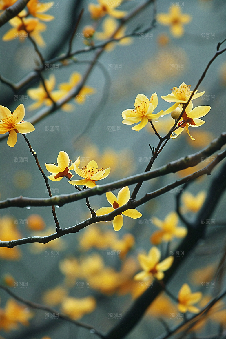 桂花芬芳树木摄影图