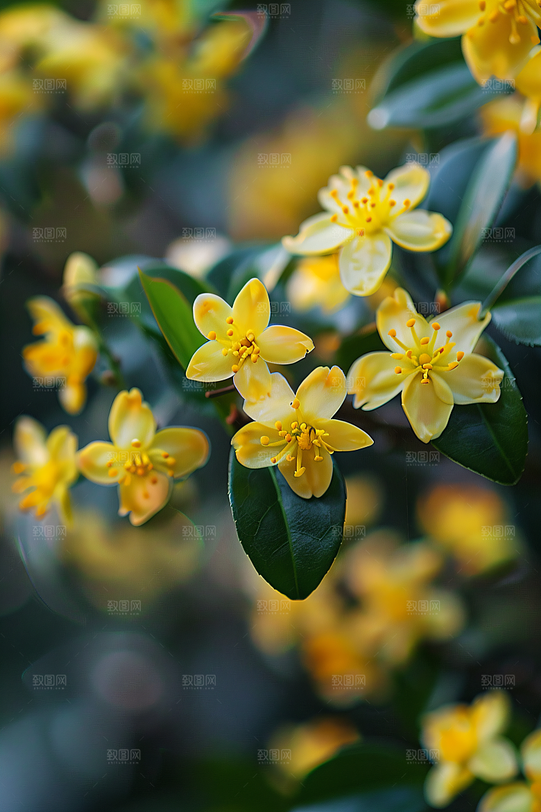 桂花高清芳香摄影图