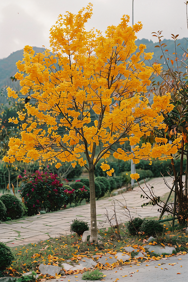 桂花花朵芳香摄影图