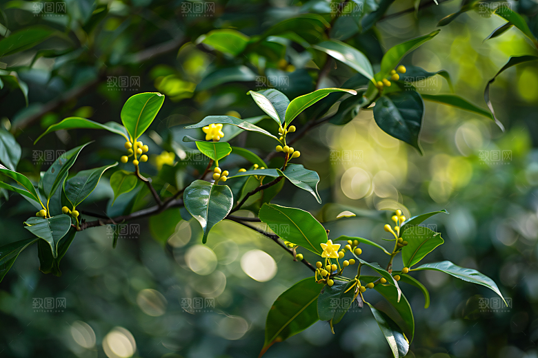 桂花高清自然摄影图