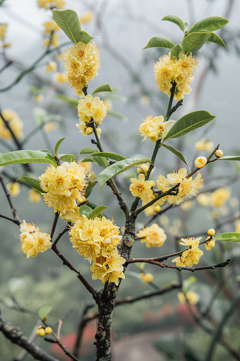 桂花四季桂自然摄影图