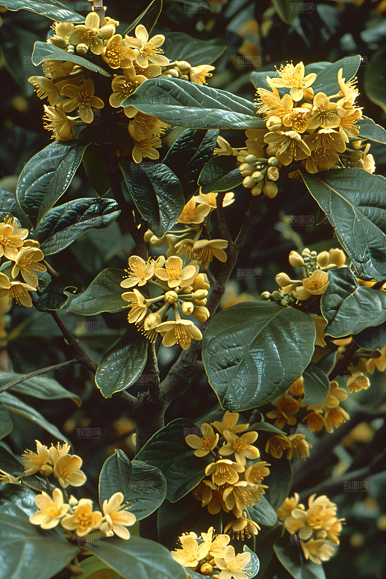 桂花植物高清摄影图