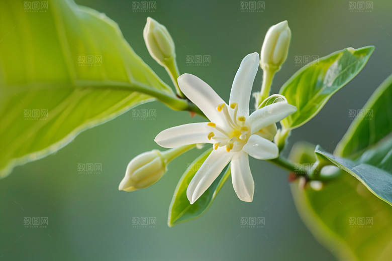 桂花芳香自然摄影图
