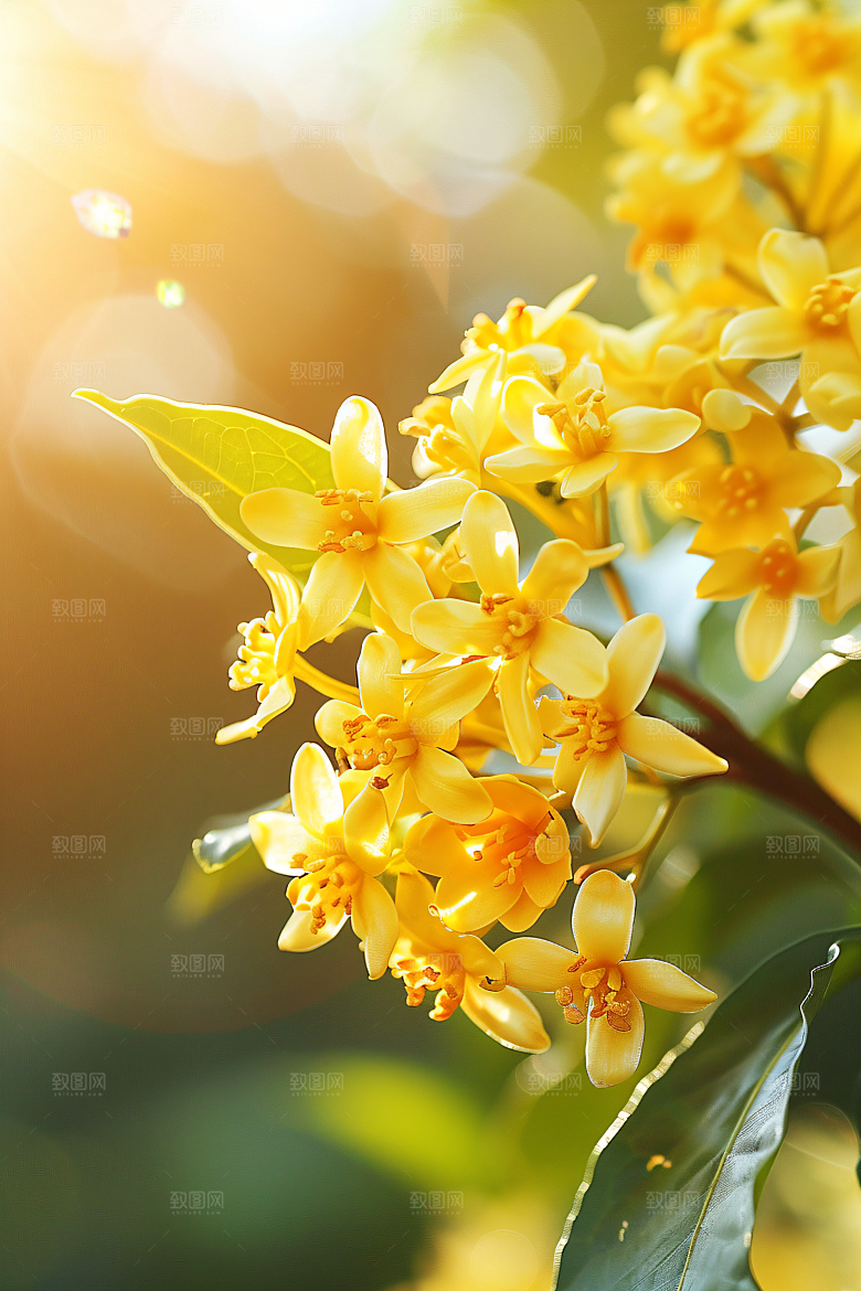 桂花初秋芬芳摄影图