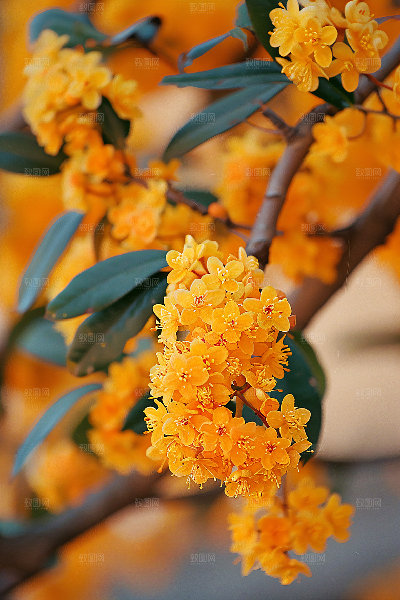 桂花高清芬芳摄影图