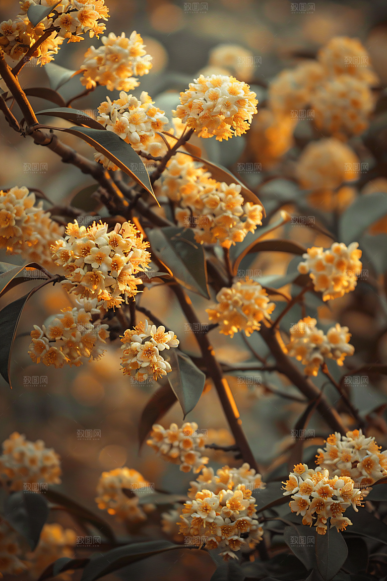 桂花金桂芬芳摄影图