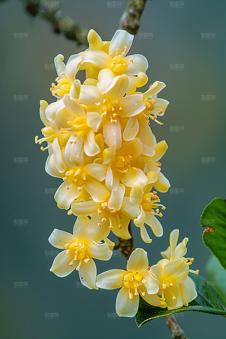 桂花清新秋季摄影图