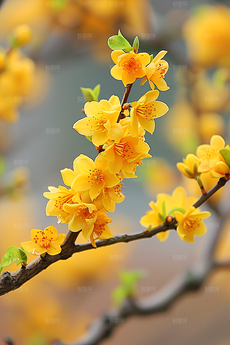 桂花自然花朵摄影图