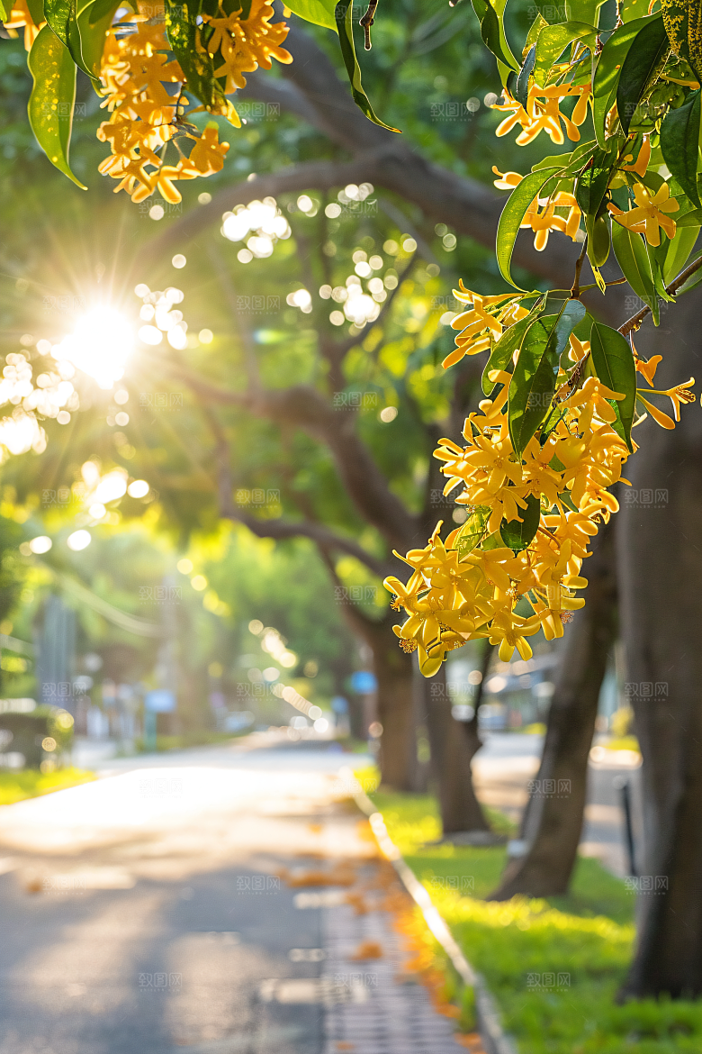桂花四季桂芳香摄影图