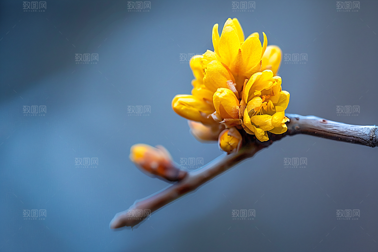 桂花自然芳香摄影图