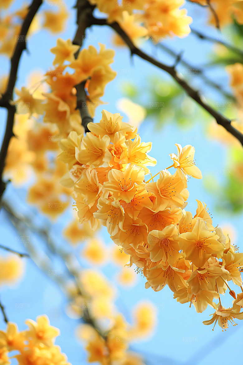 桂花芳香自然摄影图