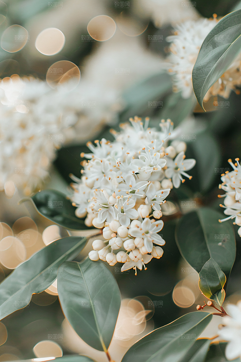 桂花金桂芳香摄影图