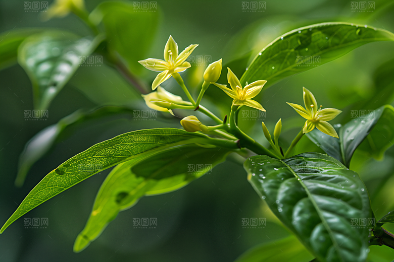 桂花清新秋季摄影图