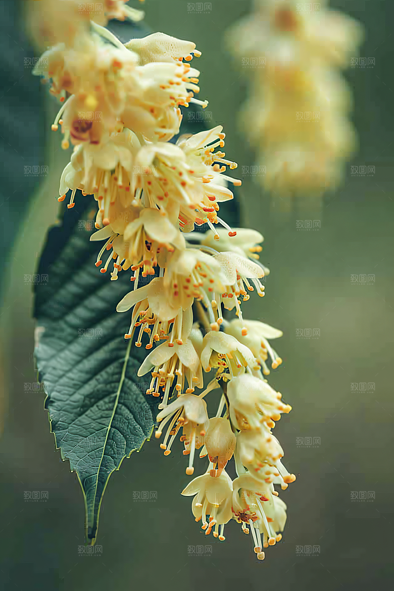 桂花植物唯美摄影图