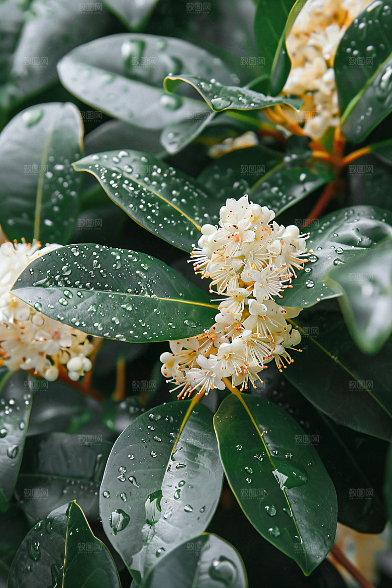 桂花花朵秋季摄影图