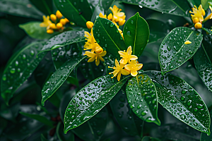 桂花芬芳清新摄影图