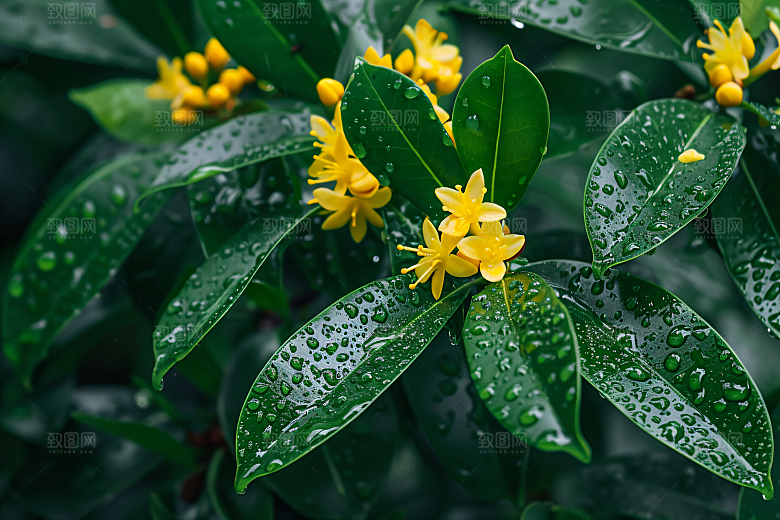 桂花芬芳清新摄影图
