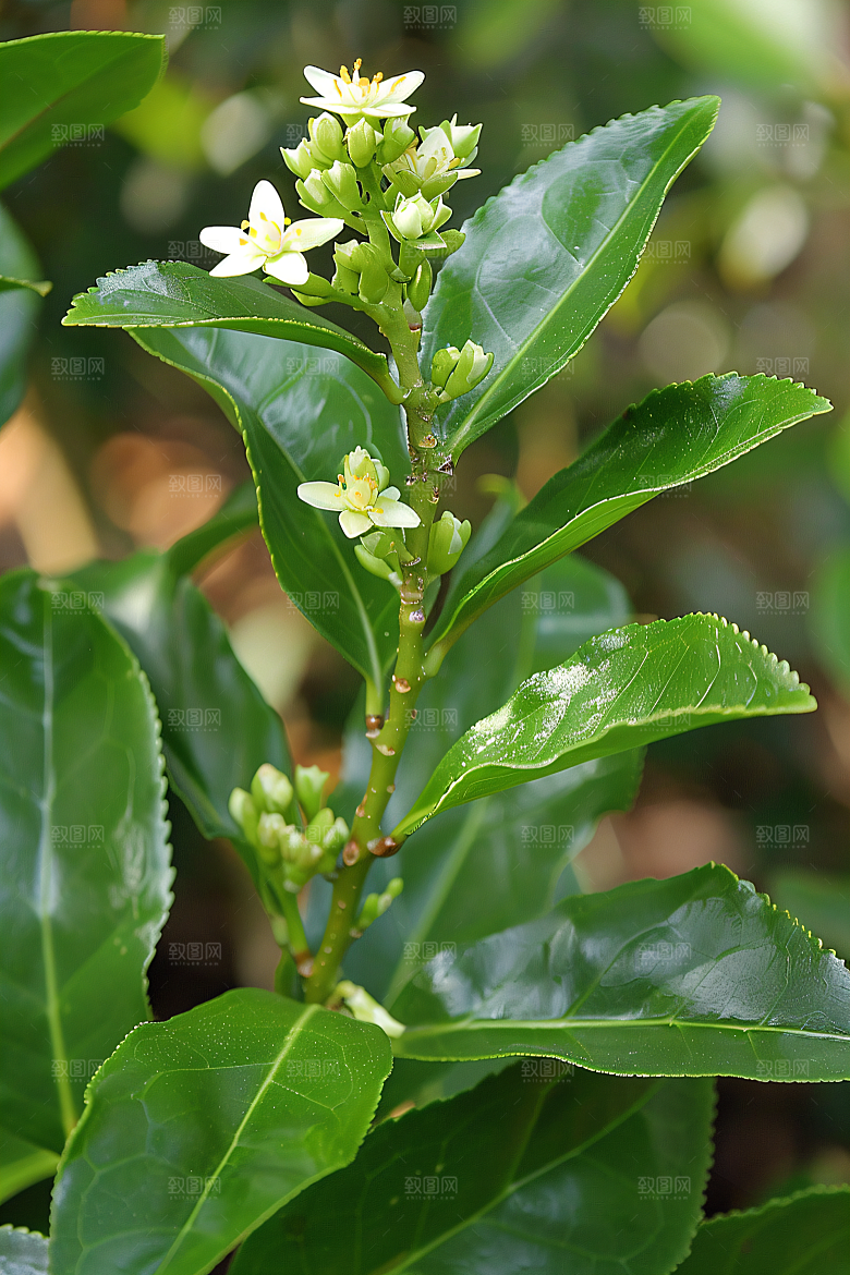 桂花高清植物摄影图