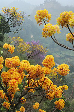 桂花四季桂秋季摄影图