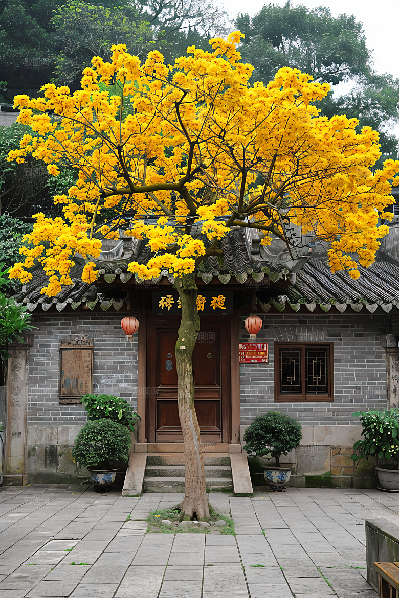 桂花高清花朵摄影图
