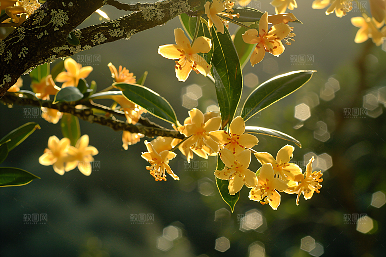 桂花金桂花卉摄影图
