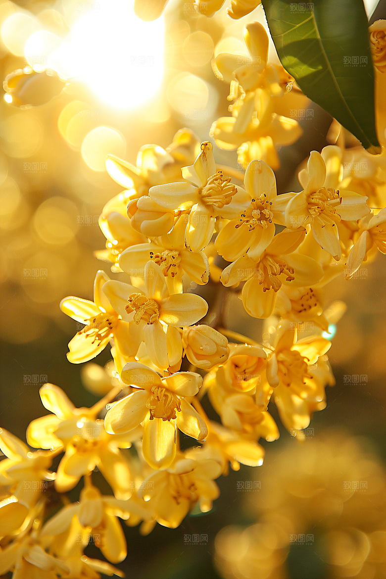 桂花四季桂芳香摄影图