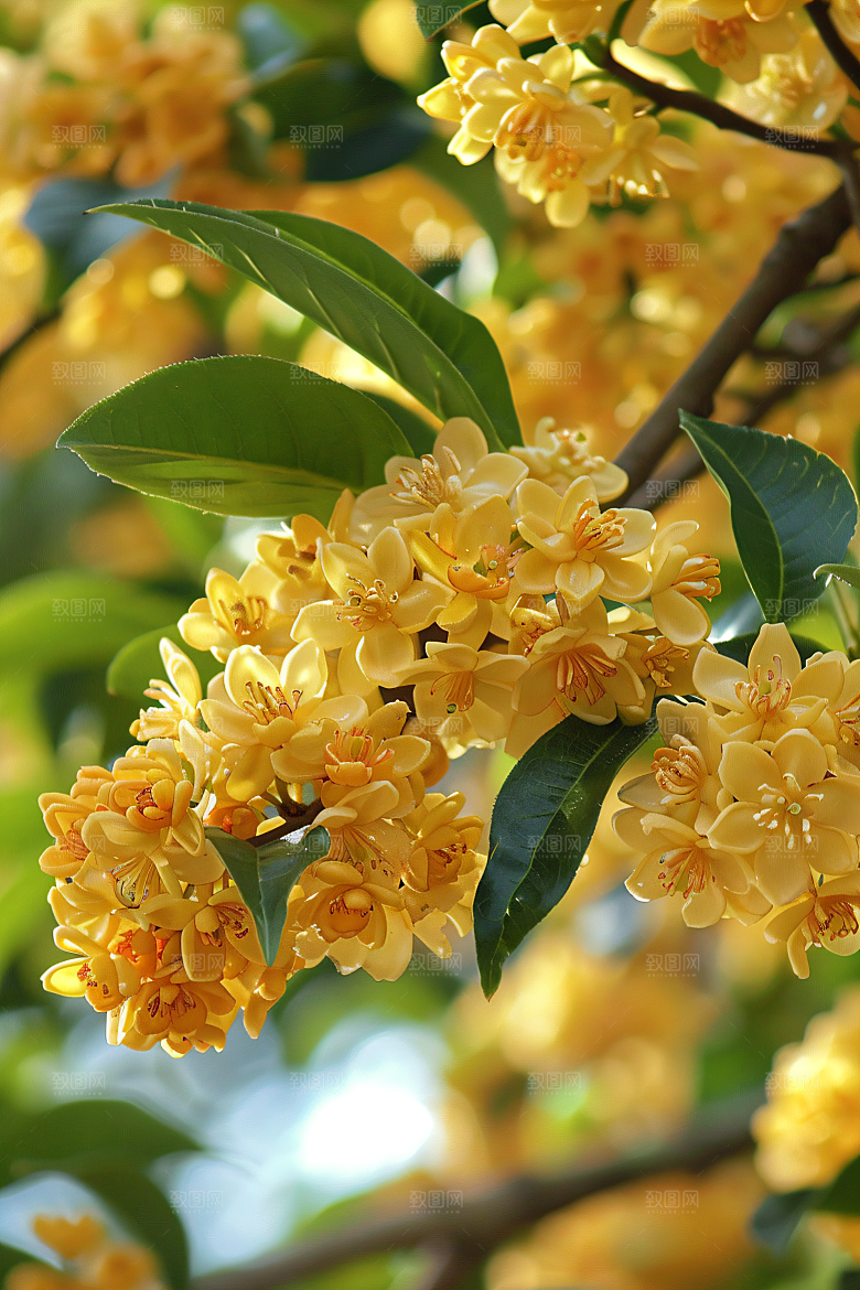 桂花四季桂秋季摄影图