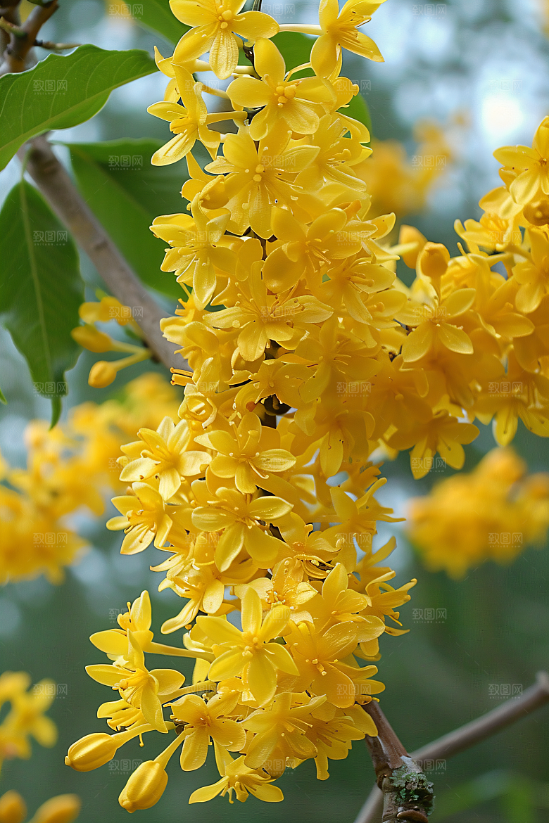 桂花金桂花卉摄影图