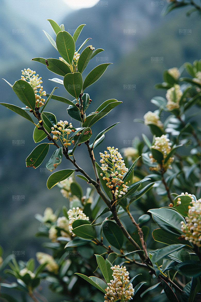 桂花芬芳唯美摄影图